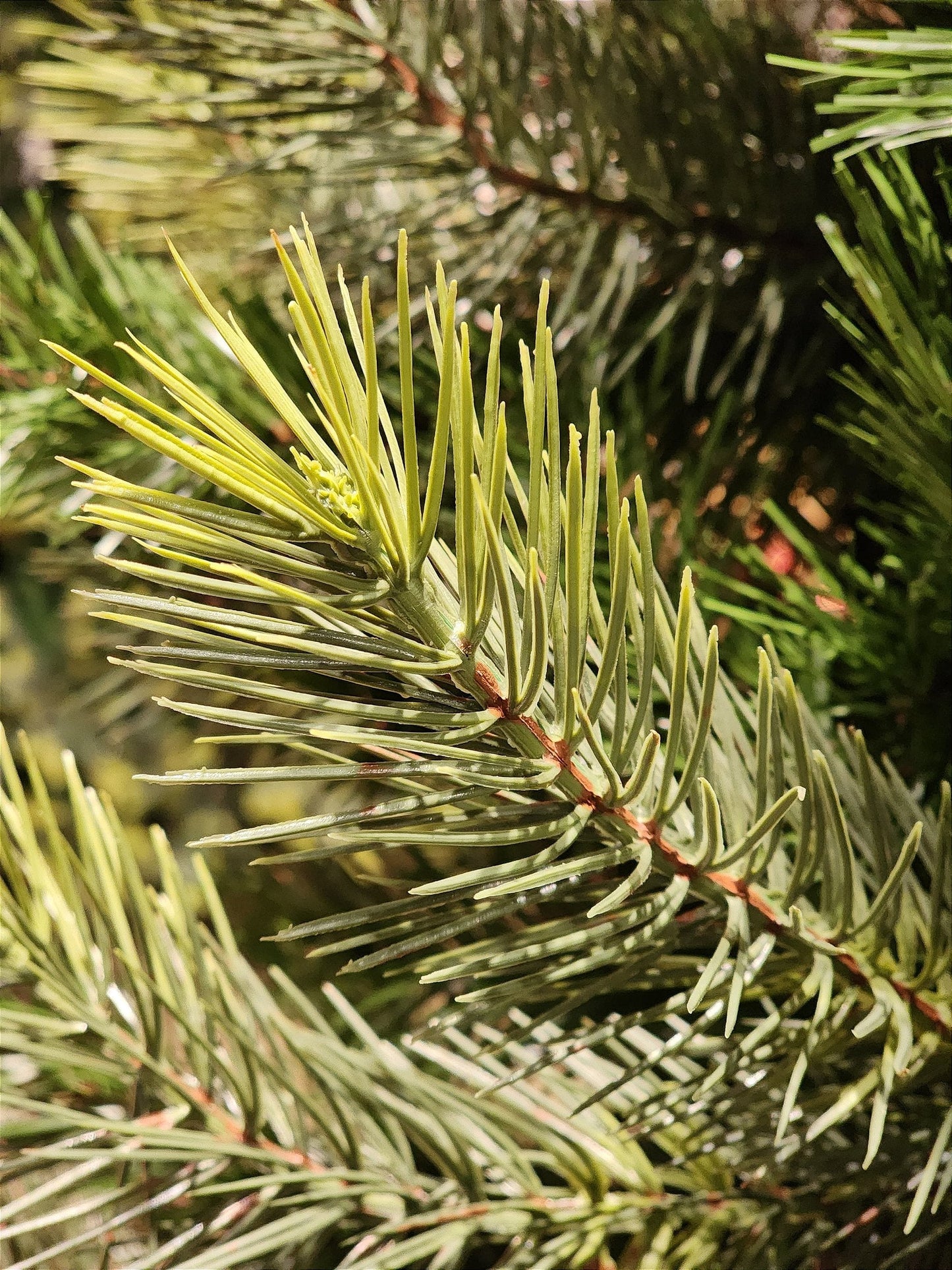 ÁRVORE PINHEIRO REALISTA LISBOA 1484 GALHOS 2,10CM
